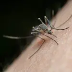 The Best Mosquito Traps and Repellers in Australia for 2022
